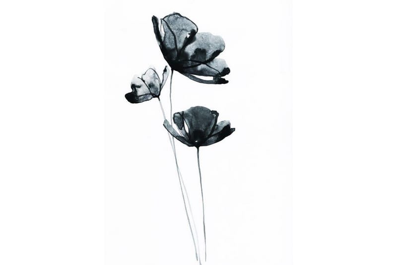 Black Flower Watercolour Painting Hvit - 50x70 cm - Posters - Botaniske plakater