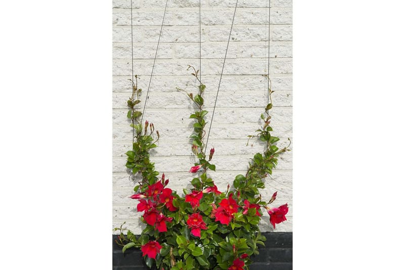 Nature Trådespaliesett for klatreplanter 6040760 - Hage - Dyrking & hagearbeid - Drivhus - Drivhustilbehør