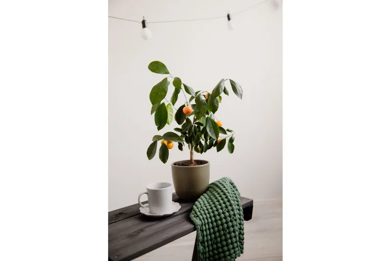 Bord EcoFurn Granny Furu Oljet Svart - Svart - Hagemøbler - Balkong - Balkongmøbler - Balkongbord