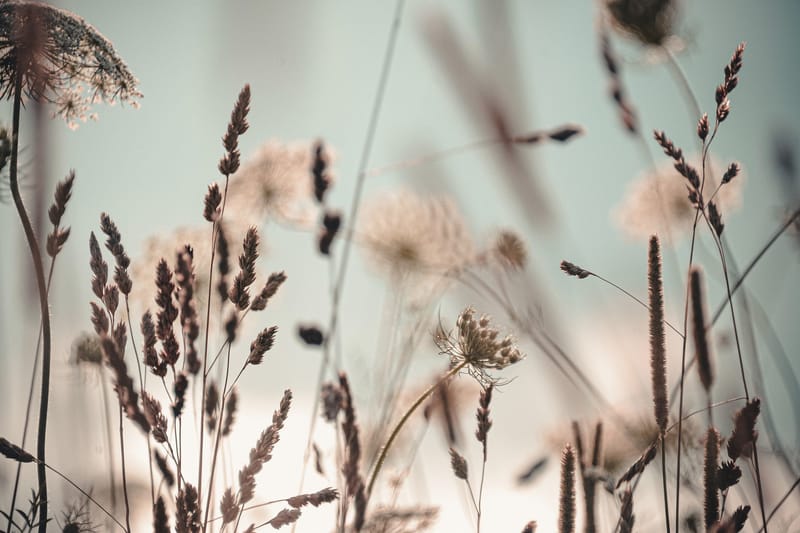Bilde Dandelion, 88x012 cm