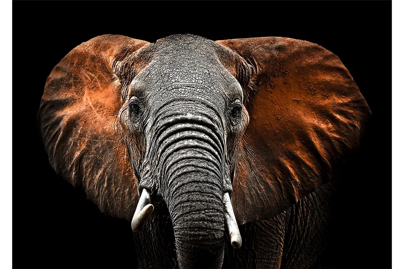 Bilde Elephant, 80x120 cm