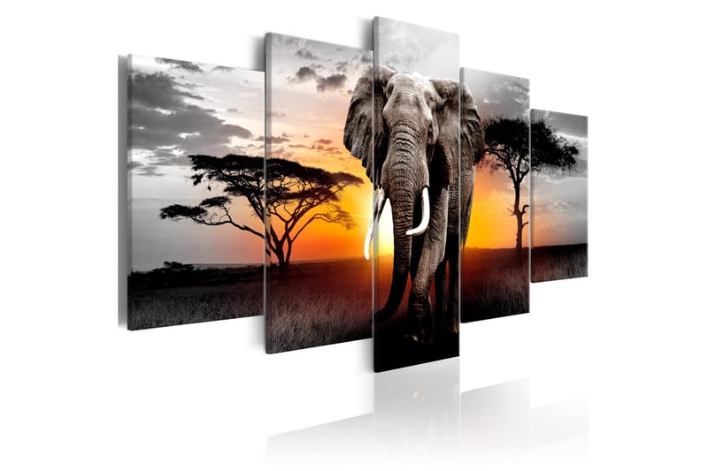 Bilde Elephant At Sunset 100x50, Artgeist sp. z o. o.