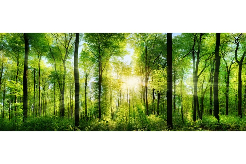 Bilde Forest - Innredning - Bilder & kunst