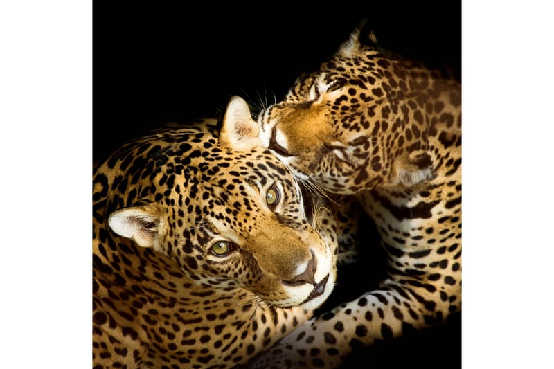 Bilde Leopards - 55x05 cm - Bilder & kunst
