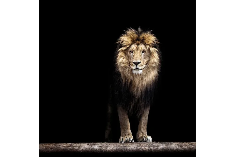 Bilde Lion, 50x50 cm