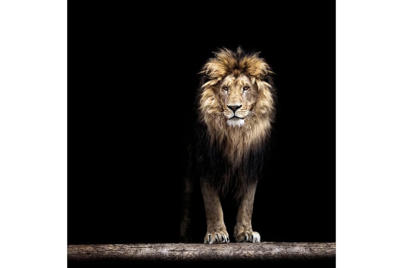 Bilde Lion - 50x50 cm - Bilder & kunst