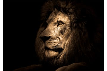 Bilde Lion - 88x012 cm - Innredning - Bilder & kunst