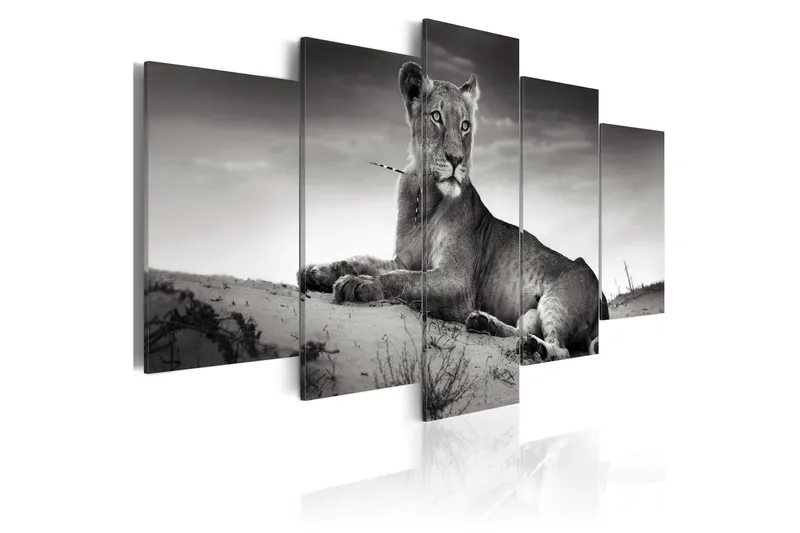 Bilde Lioness In A Desert 100x50, Artgeist sp. z o. o.
