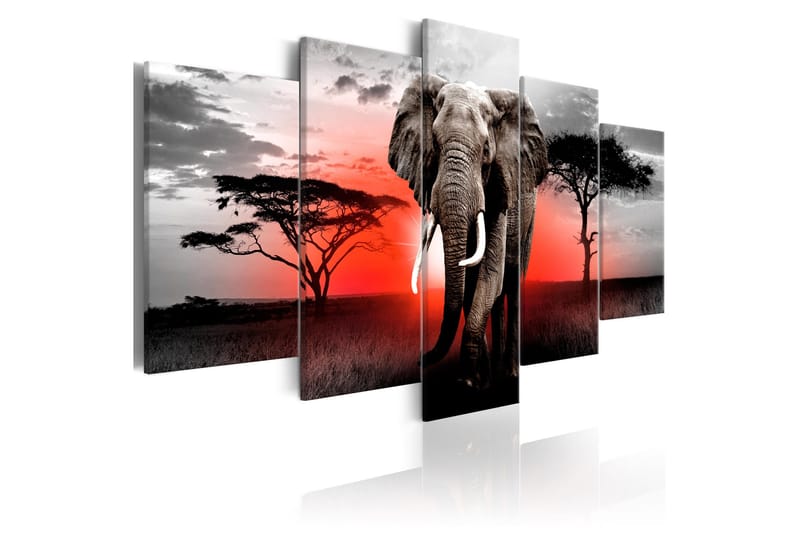 Bilde Lonely Elephant 200x100, Artgeist sp. z o. o.