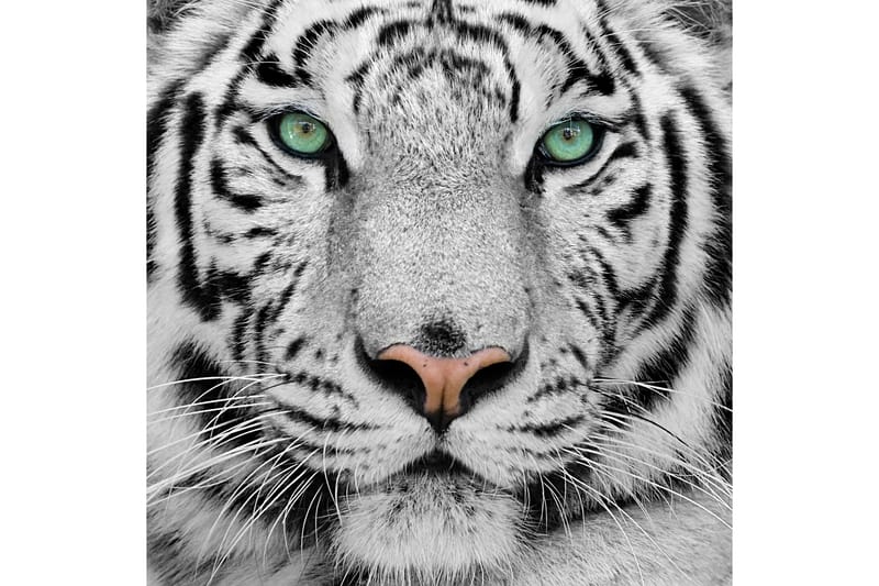 Bilde Tiger - 55x05 cm - Bilder & kunst
