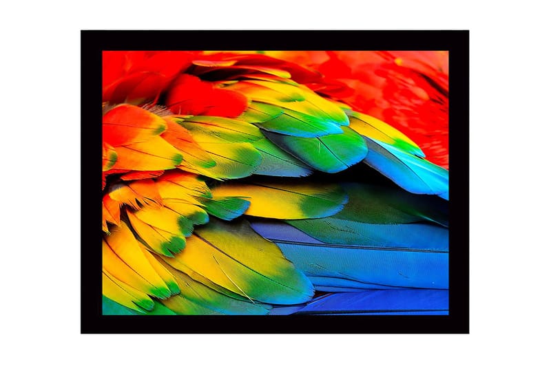 Innrammet lerret i tre - 41x56 cm - Fargerike fjær fra en papegøye - Rød / Grønn / Blå - Innredning - Bilder & kunst