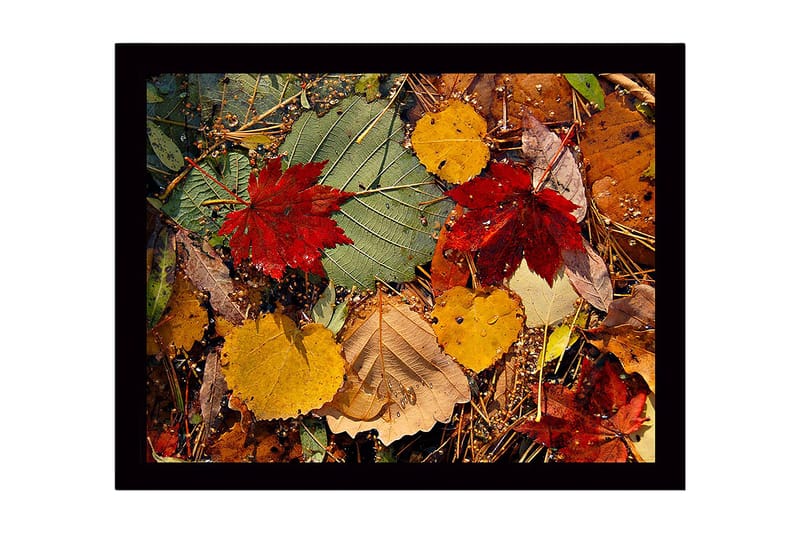 Innrammet lerret i tre - 41x56 cm - Fargerike høstblader på bakken - Rød / Gul / Grønn - Innredning - Bilder & kunst