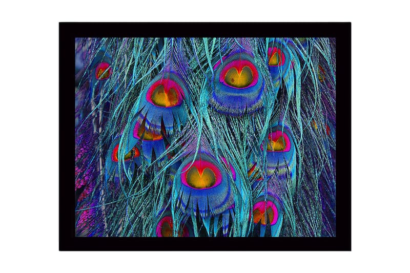 Innrammet lerret i tre - 41x56 cm - Fargerike påfuglfjær i en abstrakt komposisjon, Turkis / Lilla / Gull