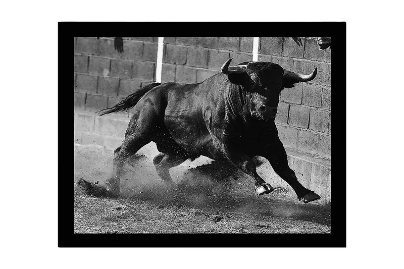Innrammet lerret i tre - 41x56 cm - Kraftig okse i bevegelse, Svart / Grå