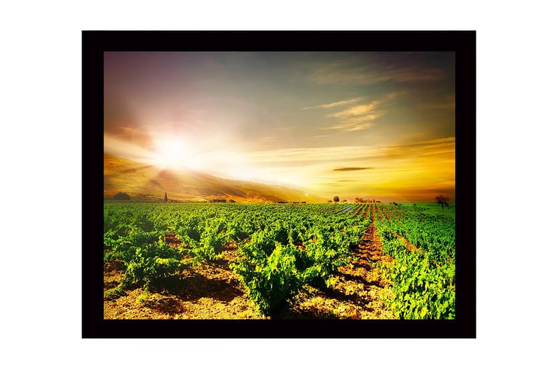 Innrammet lerret i tre - 41x56 cm - Vakker vingård under soloppgang, Grønn / Gul / Oransje