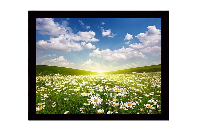 Innrammet lerretsbilde i tre - 41x56 cm - Blomstrende eng med tusenfryd under en klar himmel, Grønn / Hvit / Blå