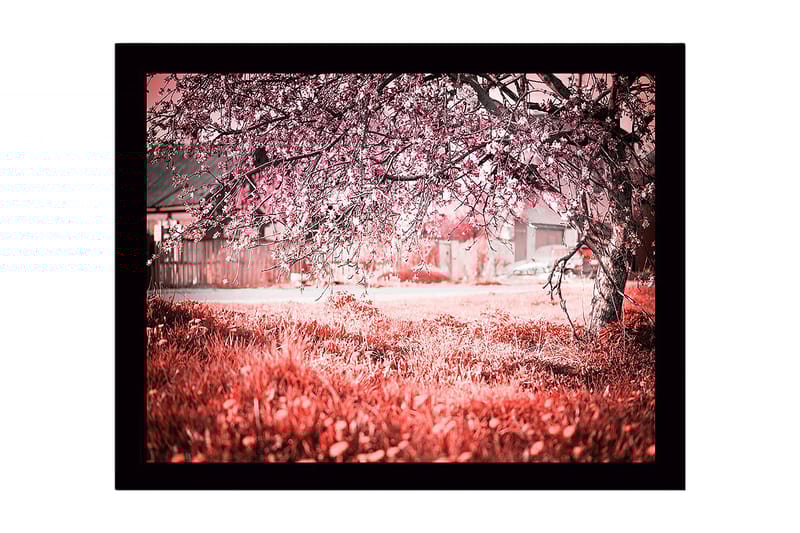 Innrammet lerretsbilde i tre - 41x56 cm - Blomstrende kirsebærtrær i et drømmeaktig landskap - Rosa / Grønn / Hvit - Innredning - Bilder & kunst