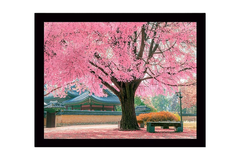 Innrammet lerretsbilde i tre - 41x56 cm - Blomstrende kirsebærtrær i vakre parkomgivelser, Rosa / Grønn / Brun