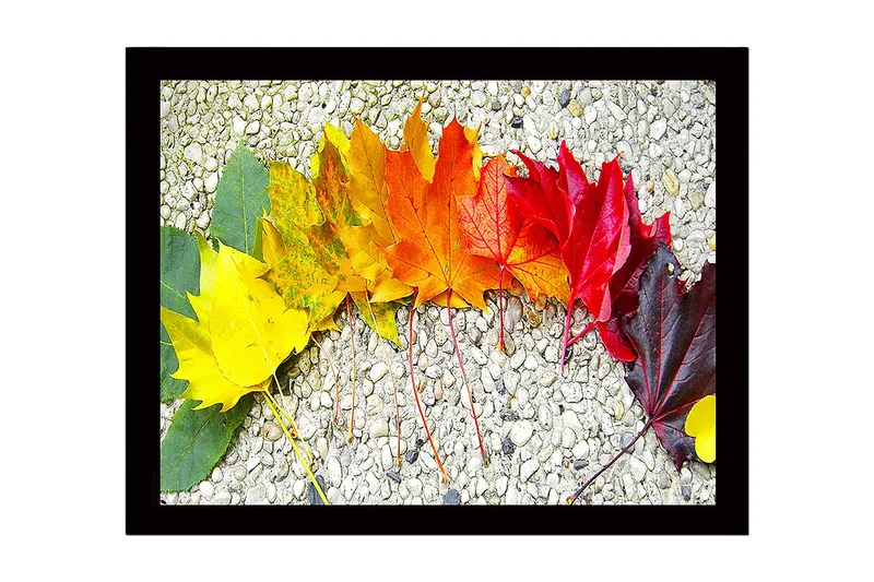 Innrammet lerretsbilde i tre - 41x56 cm - Fargefull rekke med høstblader i forskjellige nyanser, Gul / Oransje / Rød