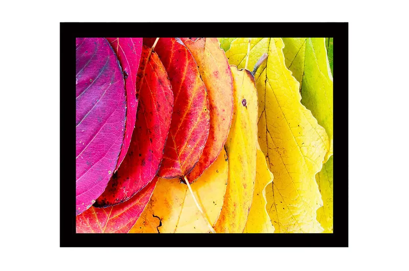 Innrammet lerretsbilde i tre - 41x56 cm - Fargerike høstblader i forskjellige nyanser, Rosa / Rød / Gul