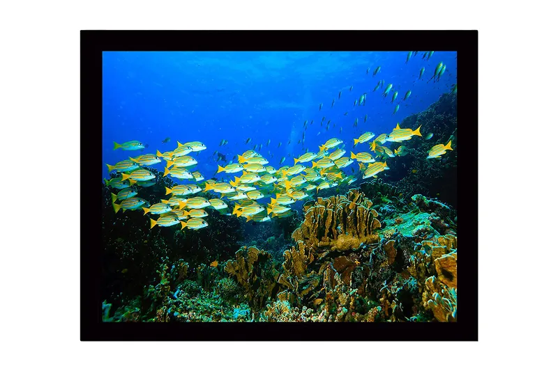 Innrammet lerretsbilde i tre - 41x56 cm - Flok med fargerike fisker som svømmer i et korallrev, Blå / Gul / Grønn
