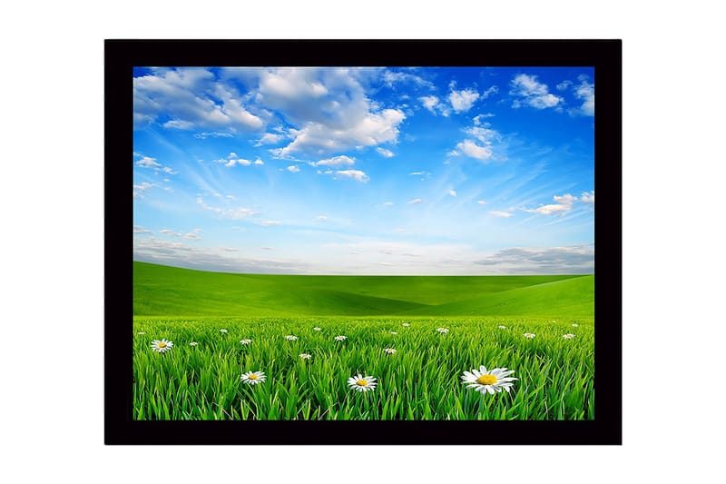 Innrammet lerretsbilde i tre - 41x56 cm - Grønn eng med hvite tusenfryd under en klar blå himmel - Grønn / Blå / Hvit - Innredning - Bilder & kunst