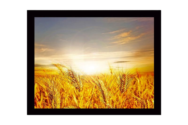 Innrammet lerretsbilde i tre - 41x56 cm - Gyldne hveteåkre under soloppgang, Gull / Oransje / Lyseblå