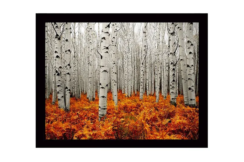 Innrammet lerretsbilde i tre - 41x56 cm - Høstskog med bjørker og gyldne bregner, Hvit / Oransje