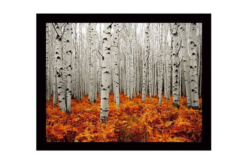 Innrammet lerretsbilde i tre - 41x56 cm - Høstskog med bjørker og gyldne bregner, Hvit / Oransje