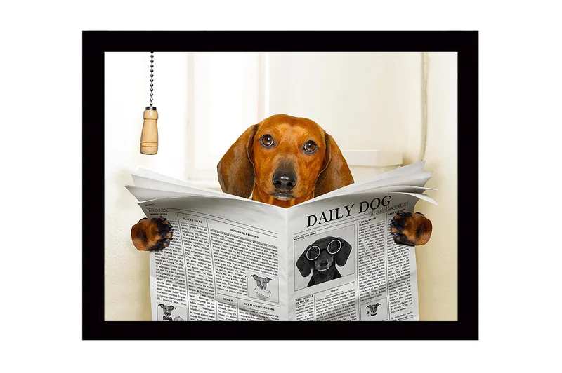 Innrammet lerretsbilde i tre - 41x56 cm - Hund som leser avisen DAILY DOG, Brun / Svart / Hvit