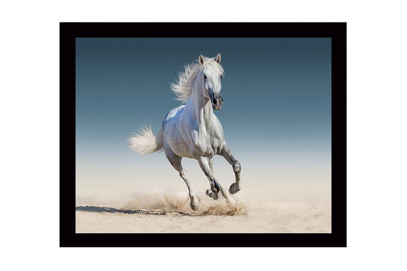 Innrammet lerretsbilde i tre - 41x56 cm - Hvit hest galopperer gjennom sanden - Hvit / Beige / Blå - Innredning - Bilder & kunst