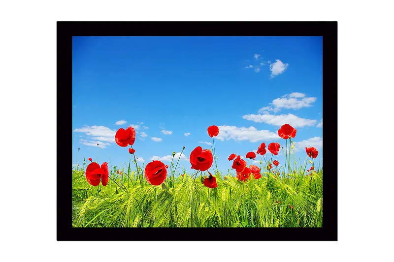 Innrammet lerretsbilde i tre - 41x56 cm - Røde valmuer i en grønn eng under en klar blå himmel, Rød / Grønn / Blå