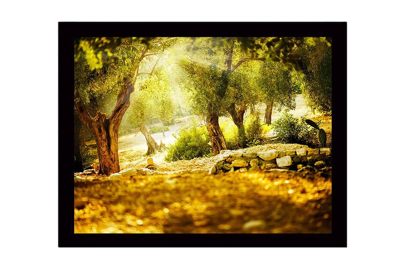 Innrammet lerretsbilde i tre - 41x56 cm - Solbelyst skog med oliventrær, Grønn / Gull / Brun