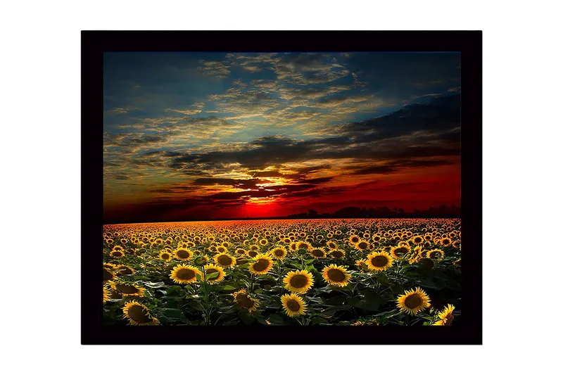 Innrammet lerretsbilde i tre - 41x56 cm - Solsikkefelt under en fargerik solnedgang, Gul / Oransje / Blå