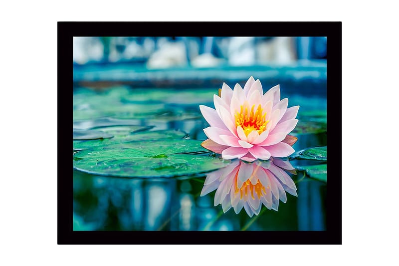 Innrammet lerretsbilde i tre - 41x56 cm - Vakker vannlilje som flyter på en speillignende overflate, Rosa / Grønn / Gul