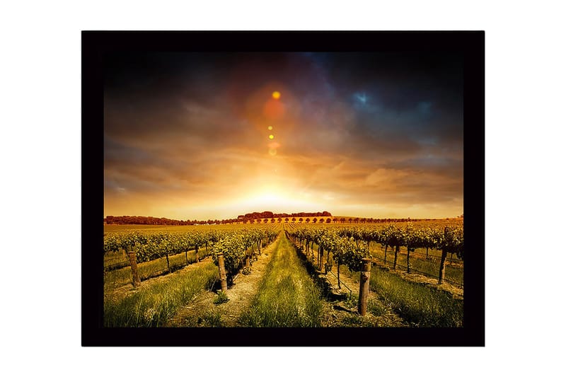 Innrammet lerretsbilde i tre - 41x56 cm - Vakker vingård under en gyllen solnedgang, Gull / Grønn / Brun