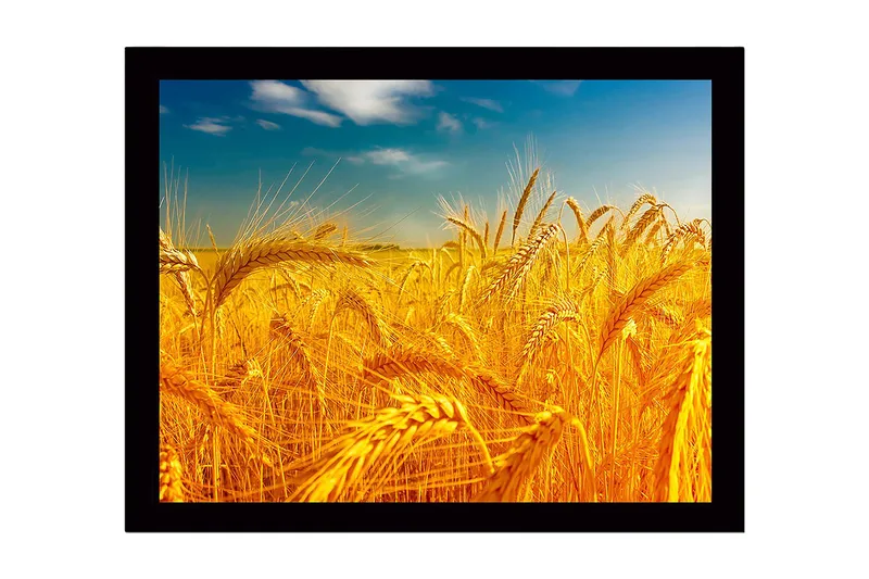 Innrammet trelerretsbilde - 41x56 cm - Gyldne hveteåkre under en klar himmel, Gull / Blå / Grønn