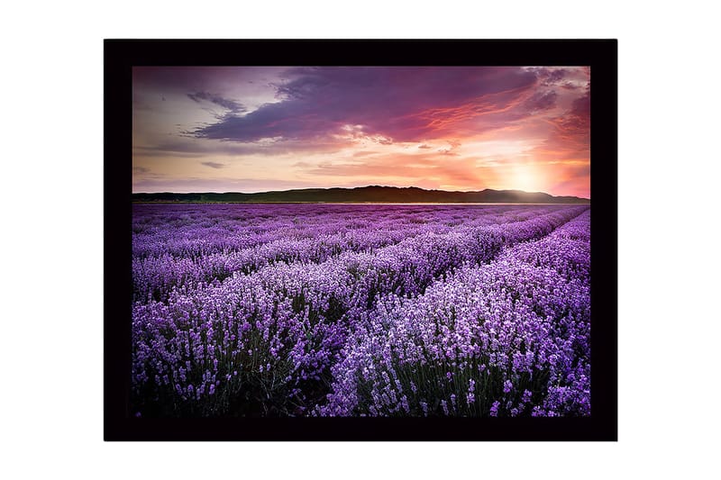 Innrammet trelerretsbilde - 41x56 cm - Lavendelåkrer under en solnedgang - Lilla / Rosa / Grønn - Innredning - Bilder & kunst