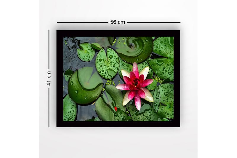 Innrammet trelerretsbilde - 41x56 cm - Vakker vannlilje som flyter på en stille vannoverflate omgitt av grønne vannliljeblader - Grønn / Rosa - Innredning - Bilder & kunst