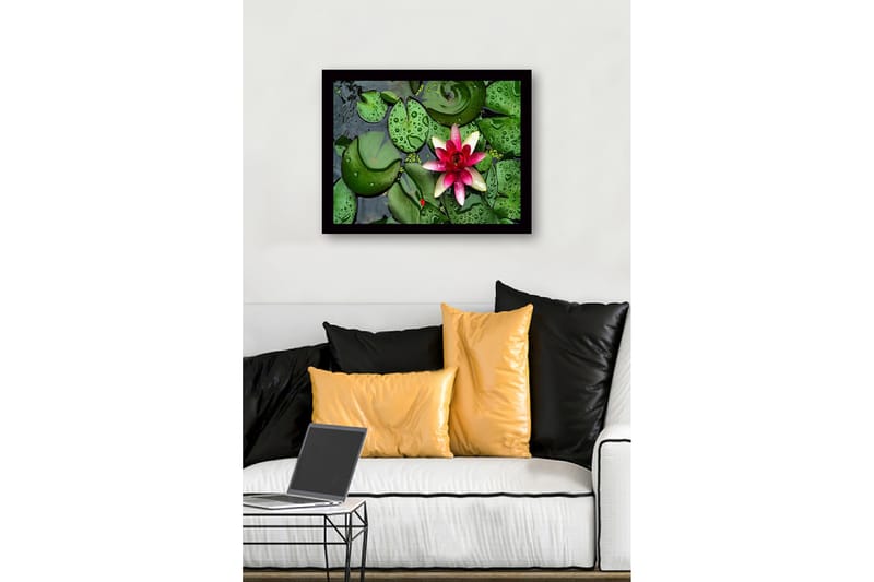 Innrammet trelerretsbilde - 41x56 cm - Vakker vannlilje som flyter på en stille vannoverflate omgitt av grønne vannliljeblader - Grønn / Rosa - Innredning - Bilder & kunst