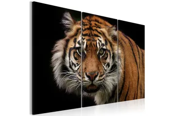 Bilde A Wild Tiger 120x80