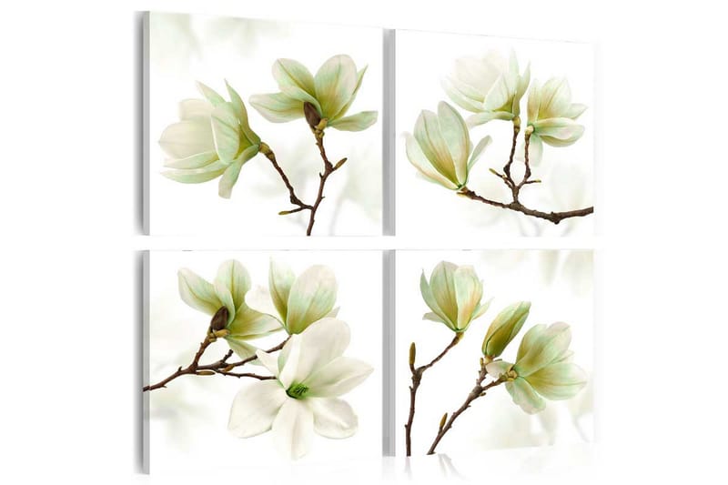 Bilde Admiration Of Magnolia 80x80 - Artgeist sp. z o. o. - Lerretsbilder