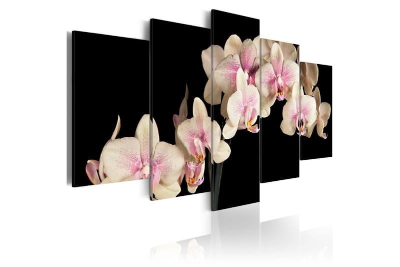 Bilde An Orchid On A Contrasting Background 100x50, Artgeist sp. z o. o.