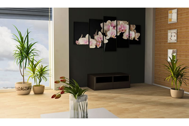 Bilde An Orchid On A Contrasting Background 200x100 - Artgeist sp. z o. o. - Innredning - Bilder & kunst - Lerretsbilder