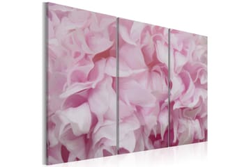 Bilde Azalea Rosa 120x80