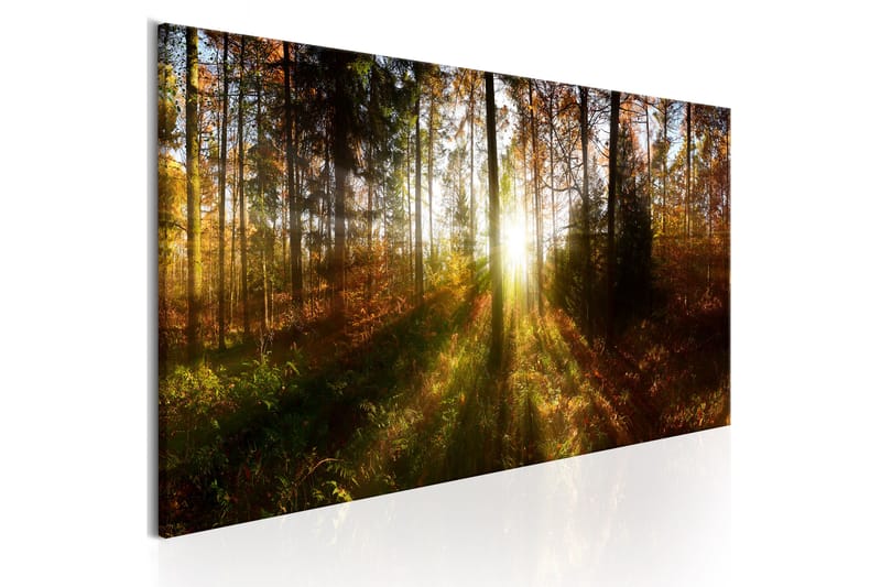 Bilde Beautiful Forest 150x50 - Artgeist sp. z o. o. - Innredning - Bilder & kunst - Lerretsbilder