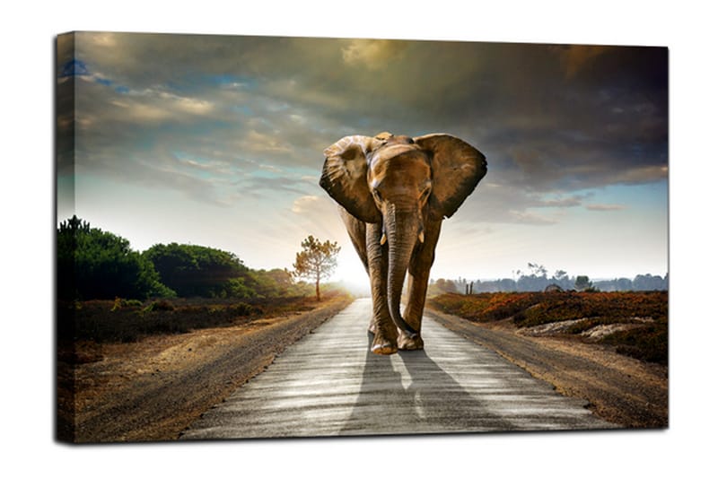 Bilde Canvas Elephant - 75x100 - Lerretsbilder