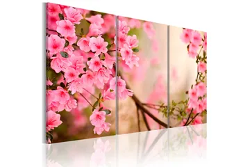 Bilde Cherry flower 90x60
