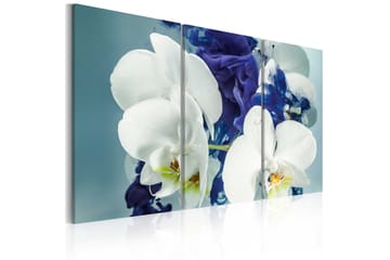 Bilde Chimeric Orchids 90x60