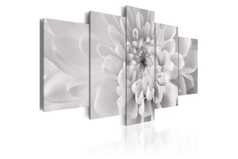 Bilde Dahlia Flower In Grey Shades 100x50, Artgeist sp. z o. o.